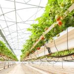 Reinforced Plastic Sheeting Greenhouse For Tropical Climate Prefabricated