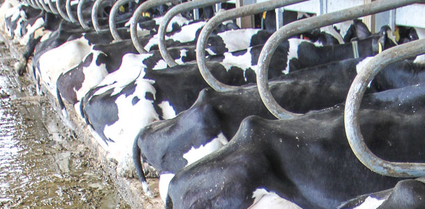 Strong Advantage Welded Stainless Steel Cow Feeding Freestand Divider with Painted