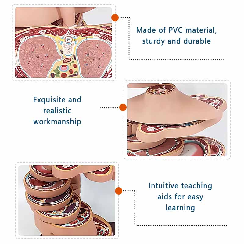 Medical Training Teaching human Anatomical Skeleton Model Bone Structure
