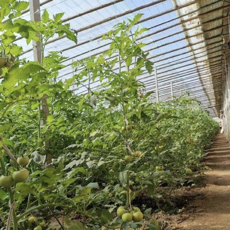 Hydroponics Flower Planting Vegetable Production Sunlight Greenhouse