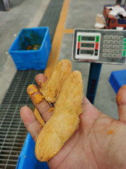 Fruit Juice Double Stage 10TPH Mango Processing Line