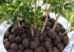 Aquaponic Hydroponic Clay Balls Customized Size Low Energy Consumption