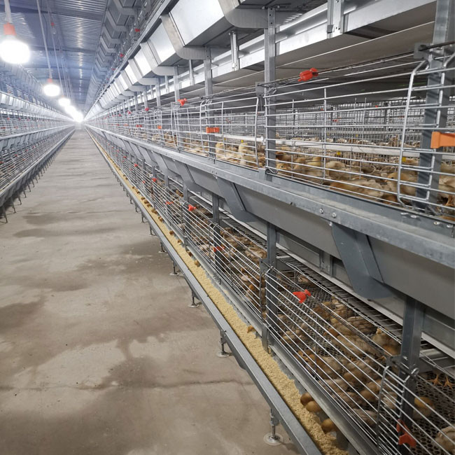 Durable Chicks Brooder Cage Multi Tiers H Type Small Fully Automatic