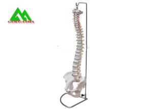 Quality Human Anatomical Spine Model Medical Teaching Models For Students Life Size wholesale