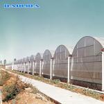 Hot Dip Galvanized Steel Plastic Multispan Greenhouse For Four Seasons Planting