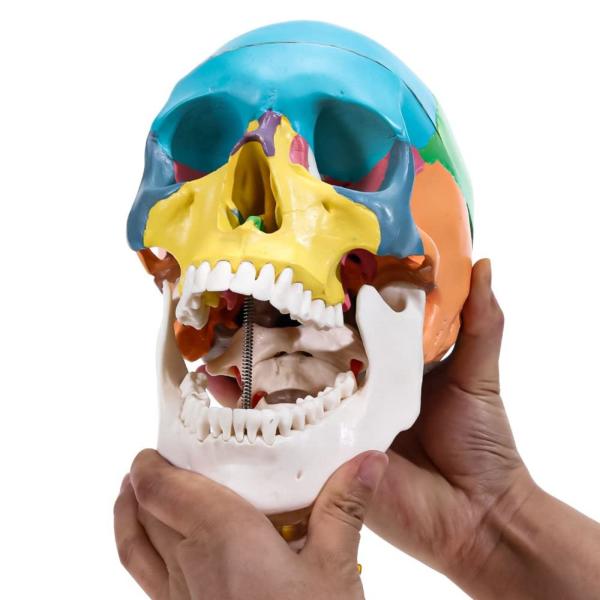 Three Parts Parietal Mandible Vertibra Human Color Life Size Medical Demonstrati
