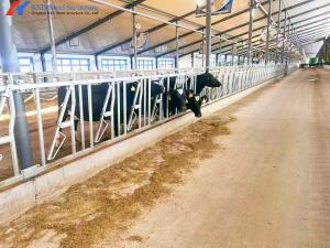 Quality Steel Cattle Sheds Easy Install Prefabricated Cow Farm Building wholesale