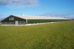 Galvanized Full Antomatic Steel Poultry Farm Shed Bird House Prefabricated