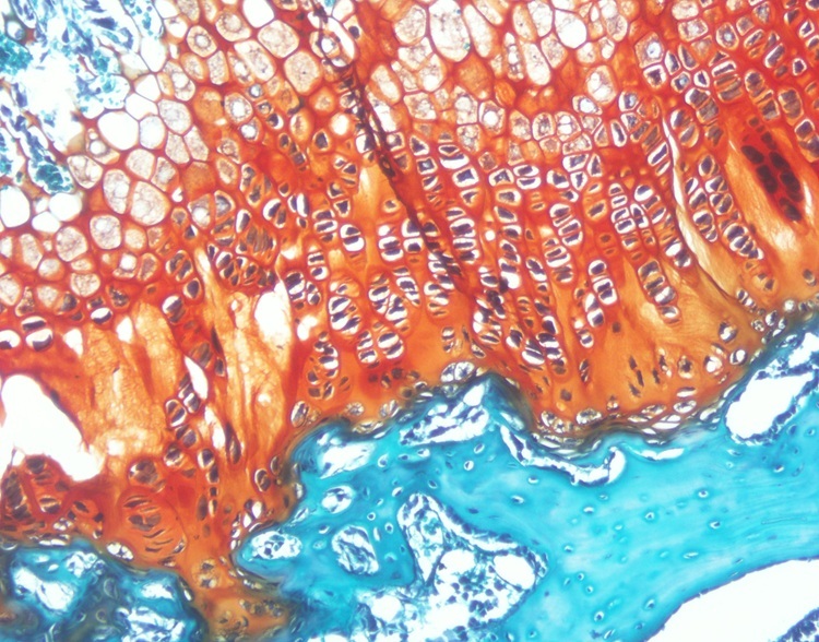 Safranin Fast Green Stain Clear Colourful Stains For Healthcare Facility