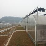 Durable Agricultural Large Tunnel Multi-span Arched Poly Tunnel Greenhouse