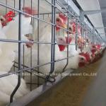 Automatic Feeding Broiler Battery Cage System For Farming Save Space Emily