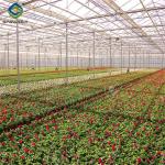 Sainpoly Commercial Agricultural Flower Green Houses For Planting