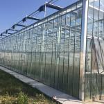 Multi-Span Agricultural Greenhouse for Growing Vegetable Fruits Flowers in Any