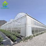Poly Tunnel Plastic Film 200 Micron Multi-span Customized Agricultural