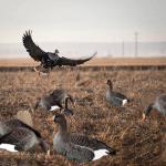 Silhouette Specklebelly Goose Hunting Decoy Custom Plastic Anti Reflective PP