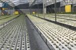 Agricultural Lettuce Hydroponic Growing System NFT Vertical Hydroponic System