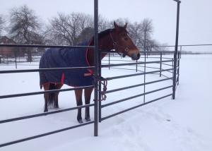 Quality Hot Dip Galvanized Welded Tube Cattle Livestock Fence Panels wholesale