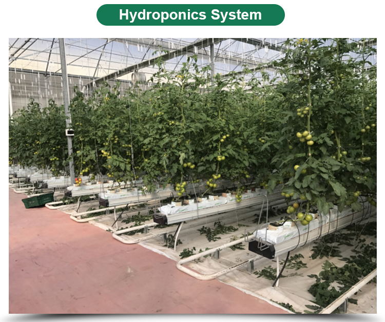 Multi-Span Agricultural Greenhouses Advanced Hydroponic Growing System for Section 4m/8m