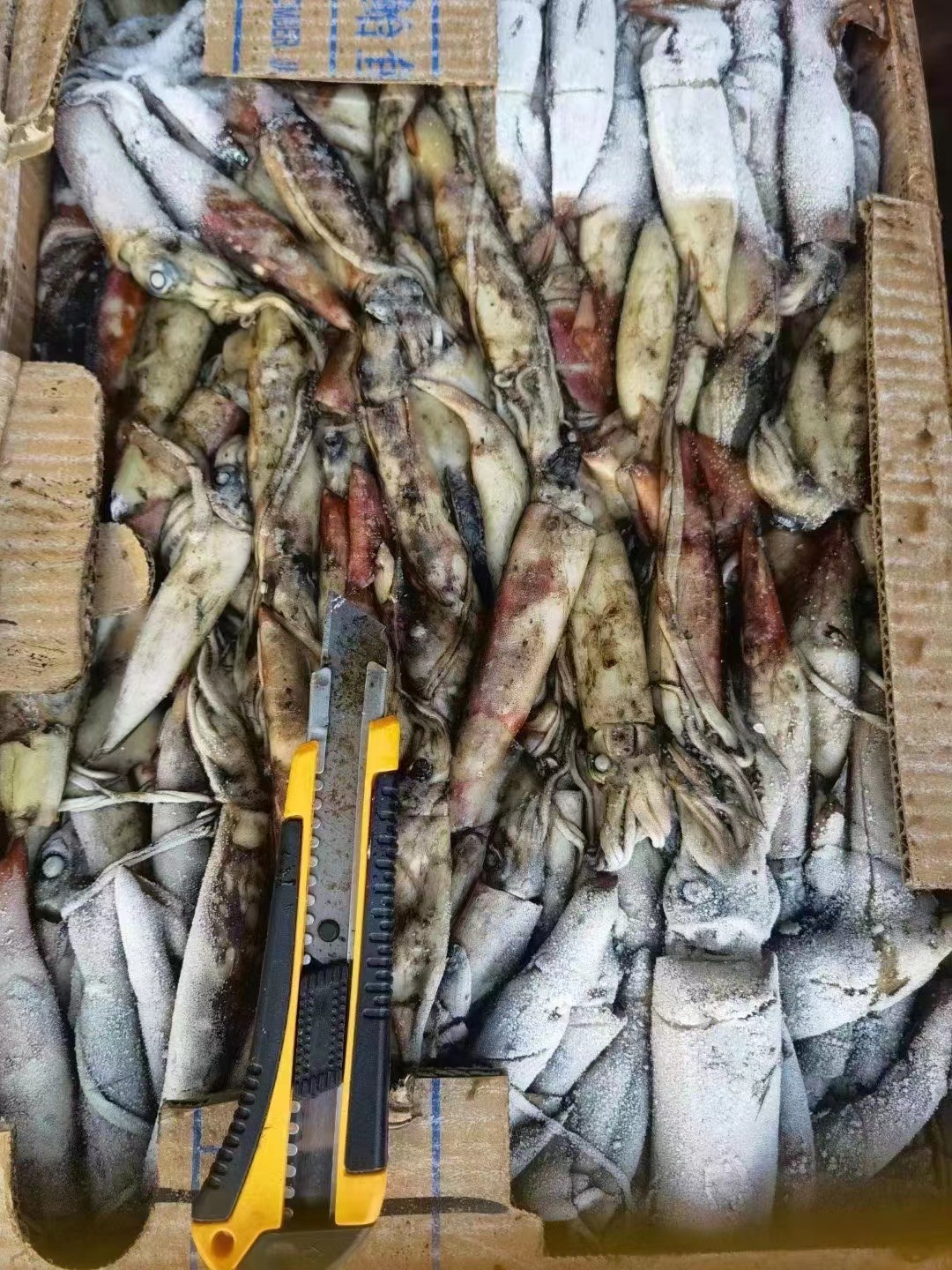 Whole Round Good Color BQF Frozen Indian Squid 100g Down