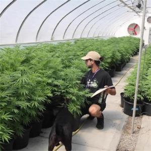 Quality 100% Shading Auto Light Deprivation Greenhouse Length 30-45ft wholesale