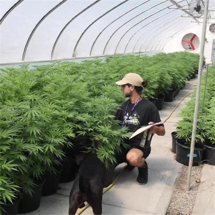 100% Shading Auto Light Deprivation Greenhouse Length 30-45ft
