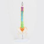 Flexible Anatomical Skeleton Model Femur And Pelvic Bone Heads Vertebrae