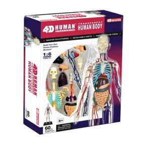 Quality 35cm Skeleton 60 Parts Human Anatomy Model Toy 4d Master Homeschool Education wholesale