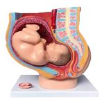 Human Female 9 Months Fetus Pregnancy Anatomical Model For Obstetrics Gynecology
