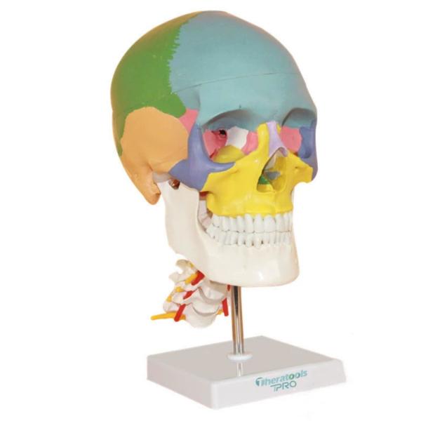 Three Parts Parietal Mandible Vertibra Human Color Life Size Medical Demonstrati