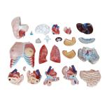 Medical Education 85cm Torso Anatomy Model With 23 Parts