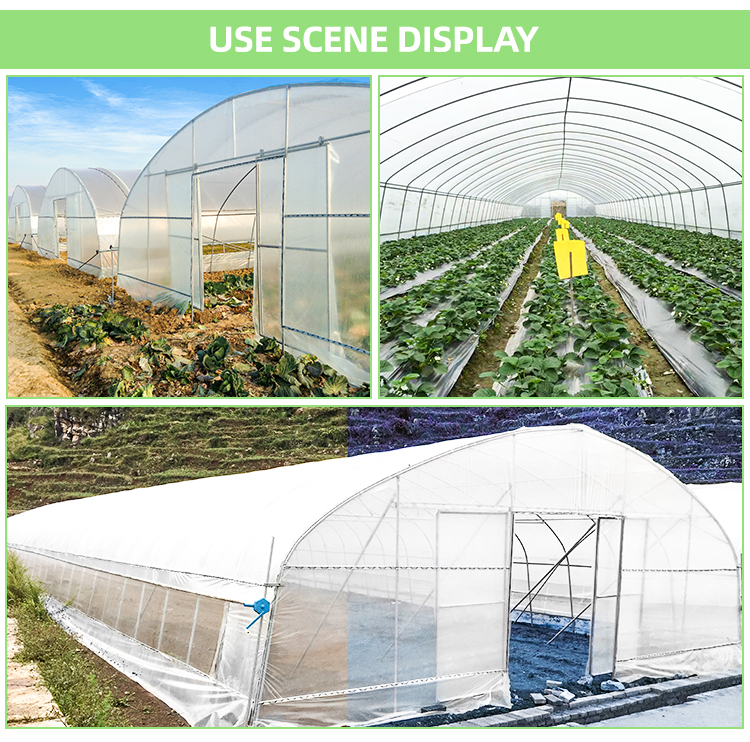 Economical Tunnel Greenhouse with Side Ventilation for Plant Growth