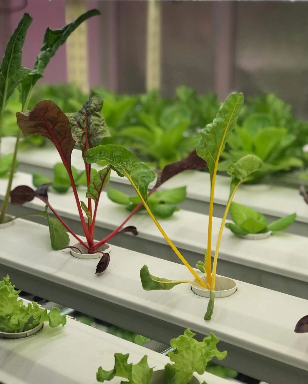 Greenhouse Suitable for Soilless Cultivation of Vegetables and Fruits