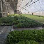 Aquaculture Made Easy with Seeding Breening Sunlight Greenhouse 30-Day Return