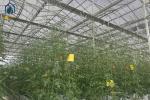 Organic Farming Multi Span Greenhouse Large Commercial Greenhouses