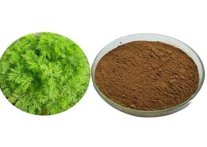 Quality Food Grade Wormwood Antimalarial Artemisia Annua Extract wholesale