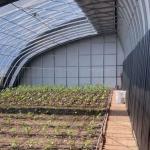 Arched Roof Aquaculture Vegetable Film Sunlight Greenhouse for US Strawberry