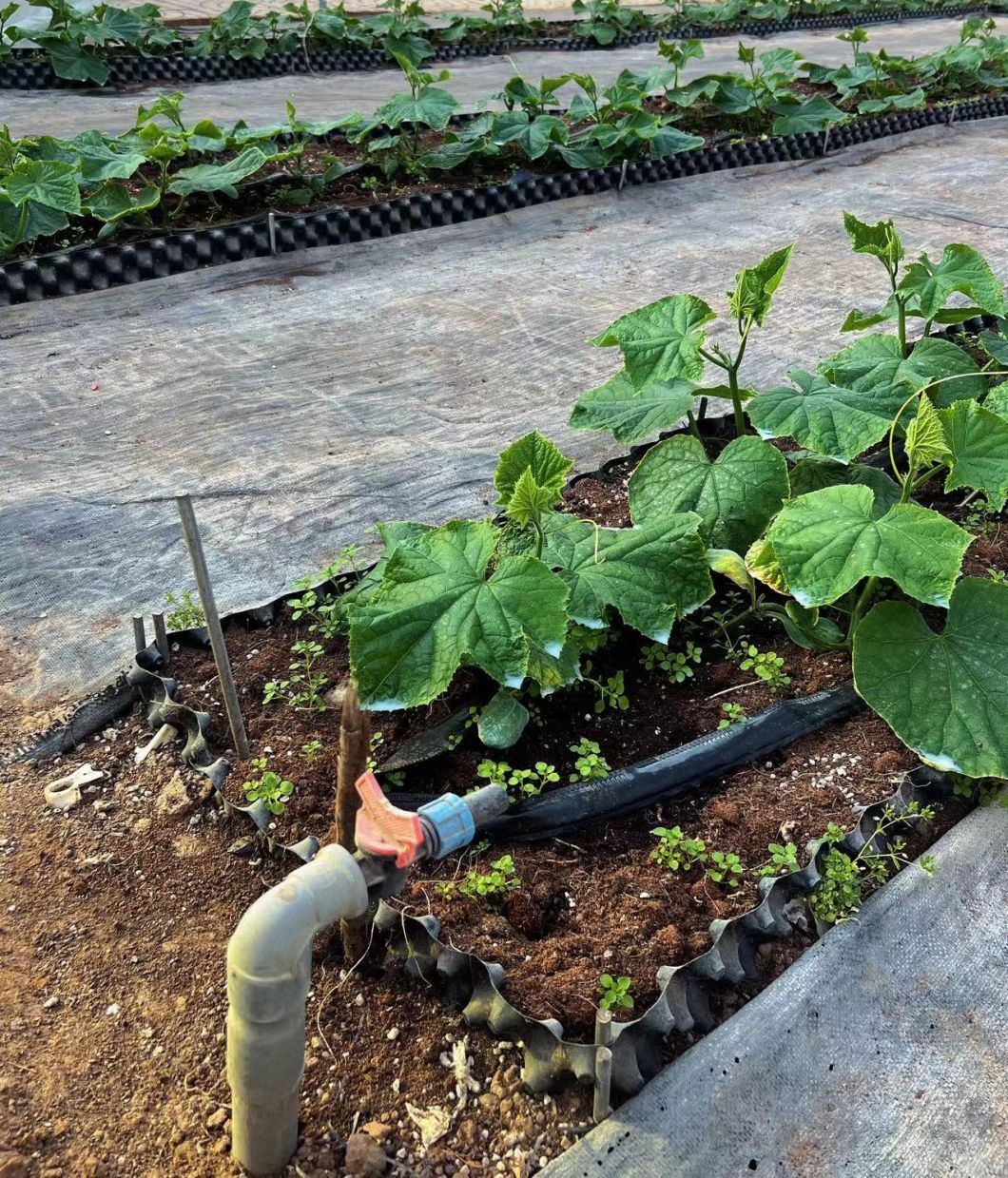 Trademarked Hydroponic Drip Irrigation Greenhouse