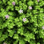 Outdoor Decorative Artificial Green Walls Panel G717 Flowers Grass Mixed 3D
