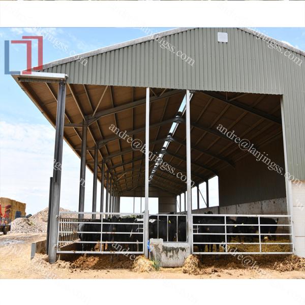 Q235B Q355B Steel Structure Cow Shed Economical Steel Frame Farm Buildings For