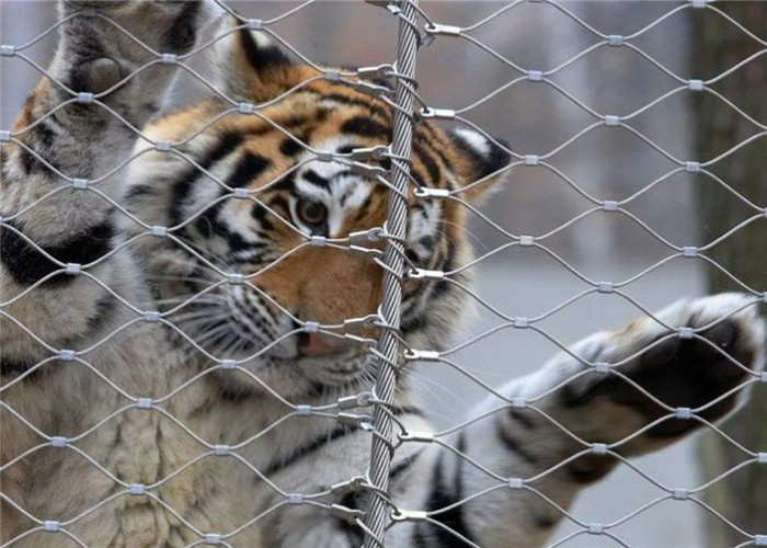 7x7 Tiger Metal Stainless Steel Zoo Mesh Enclosure Netting X Tend Shaped