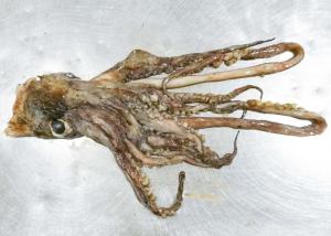 Quality 3-008 Equator Squid Tentacles Whole Neck On Chinese Ocean Vessels wholesale