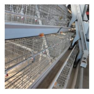 Quality 90-160 Birds H Type Chicken Cage Poultry Farming Design wholesale