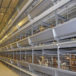 Quality 4Rows 50000 Hen Layer Chicken Cage Battery System 240 Birds / Cage wholesale