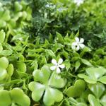 Plants Artificial Green Wall Boxwood Hedge Plastic Covering