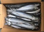 BQF Scomber Japonicus 500g 700g Freezing Spanish Mackerel