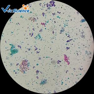 Quality Biological Specimens 100pcs Microscope Glass Slides wholesale