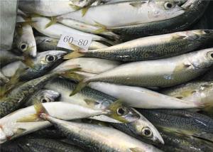 Quality Whole Round 60g 80g Delicious Sea Fresh Frozen Mackerel wholesale