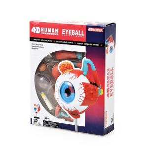 Quality 4 D Master 32 Parts Human Eye Anatomy Model Toy Puzzle Assembling Diy wholesale