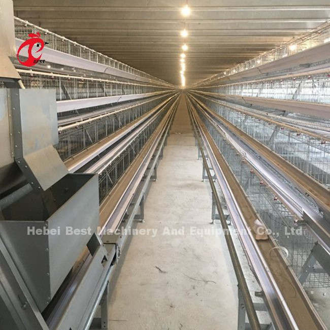 A H Type Full Automatic Chicken Battery Cage System With 25 Years Lifespan Star