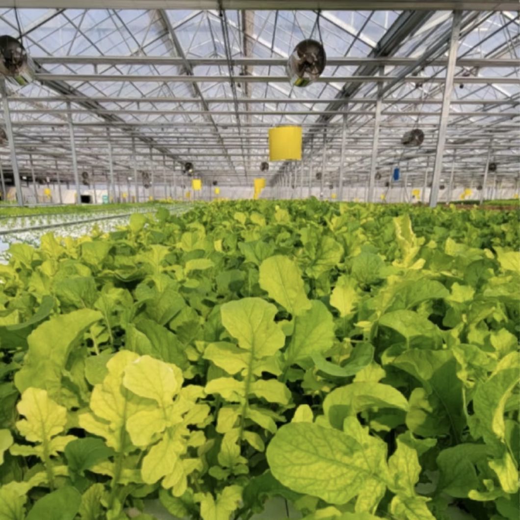 Shading Screen Glass Greenhouse Hydroponic System